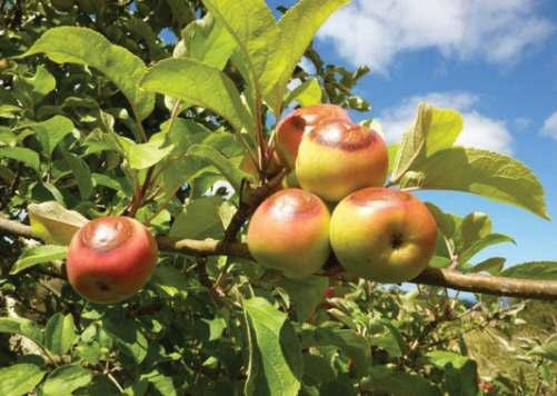 How Kashmiri Farmers Are Fighting To Save This Year’s Crops