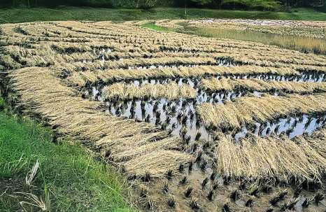 1,200 Hectares Of Crops Damaged In Jammu & Kashmir: Centre