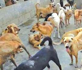 Dogs Create Fear On Rambagh-Mehjoor Nagar Bund
