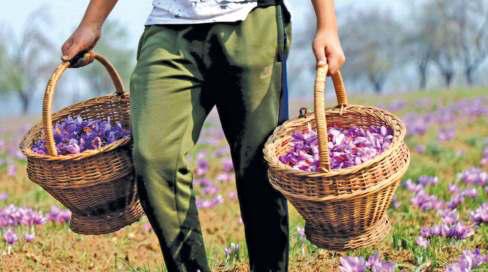 Farmers Demand Accountability As ₹400 Cr National Saffron Mission Fails