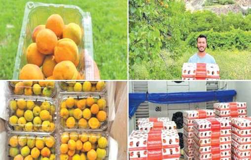 Kargil's Apricots Exported To Saudi, Kuwait, Qatar For First Time