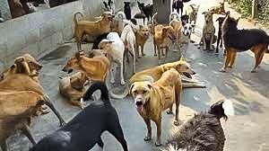 Kashmir’s Stray Dogs Face Legal Bite At Last