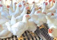 SMC Reviews Hygiene Standards For Poultry Units