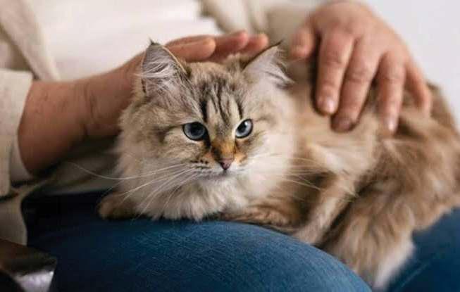 Pets Over Parents