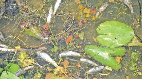 Experts Rule Out ‘Mass Fish Death’ In Dal Lake
