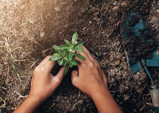 Planting Trees In Tropics May Provide Strongest Returns In Cooling Planet: Study