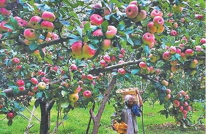 Kashmir’s Almond Legacy Under Threat as Orchards Make Way For Apples