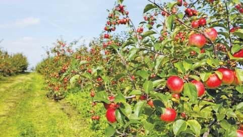 Kashmir’s Apple Growers Say Modern Grading Technology Profitable