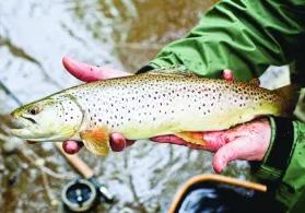 Rising Cases Of Fish Poisoning Hit Kashmir’s Trout Industry