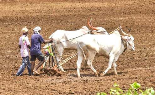 GST Rate Cut For Dairy, Agricultural Inputs To Benefit 10 Crore Farmers