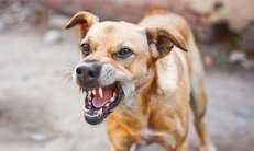 Stray Dog Attacks Leave Dozens Injured In Srinagar's Rainawari