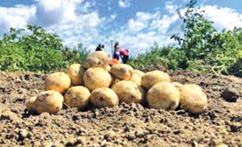 Agri Min Approves ICAR-CPRI's Four Potato Varieties For Nationwide Cultivation, Processing