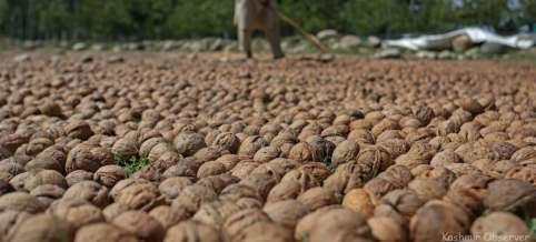 Kashmir’s Walnut Harvest In Full Swing Amid Challenges