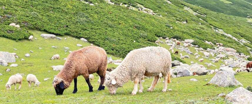 Kashmir's Sheep Problem