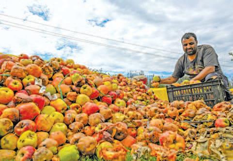 Kashmir’s Apple Season Turns Sour