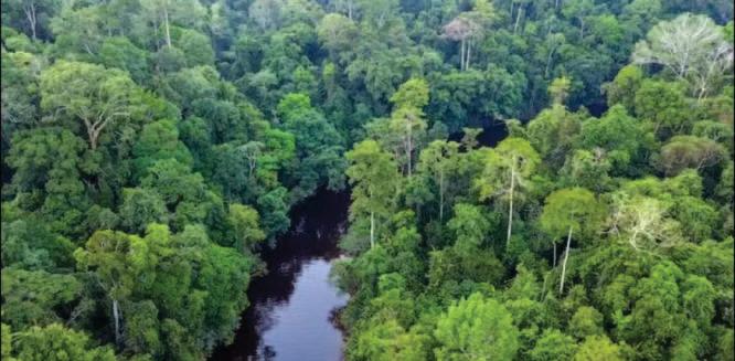 Tropical Rainforests May Be Warming Planet Instead Of Fighting Climate Change: Study