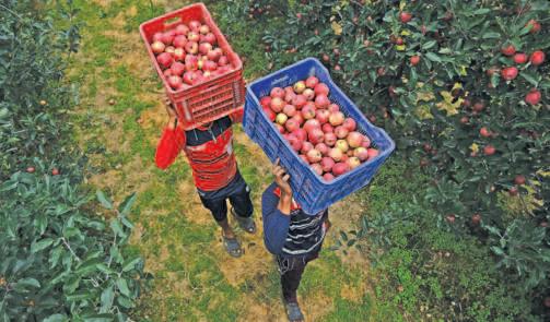 Kashmir Apple Growers Report Prices Halved From Last Year