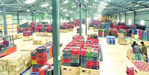 Fruit Fall, Rising Freight Costs Threaten Livelihoods, Say Apple Growers