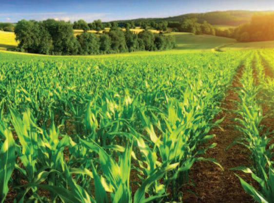 Kashmir’s Agri Turnaround