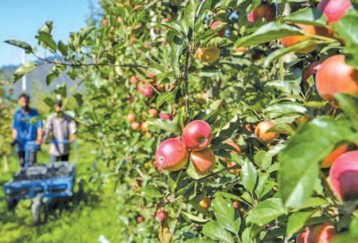 Apple Demand Picks Up After Month-Long Slump