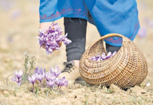Saffron Growers Begin Harvest Amid Fears of Declining Production