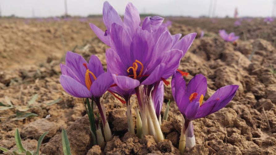 Can Saffron Survive the Heat?