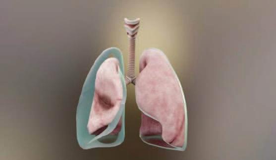 Relief Of A Sigh Could Be Related To Reduced Surface Tension Of Lung Fluid, Study Finds