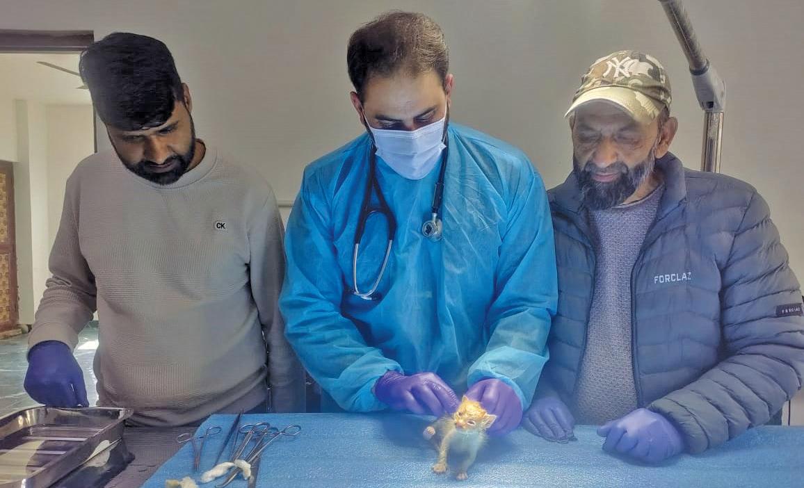 Kitten Undergoes Successful Eye Surgery