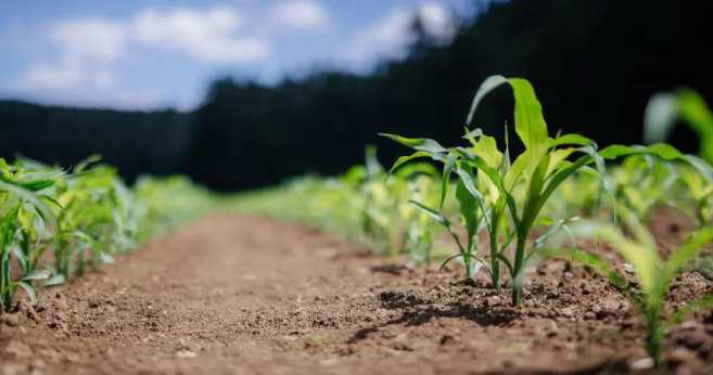 Most Indian Soils Low In Nitrogen, Organic Carbon: Study