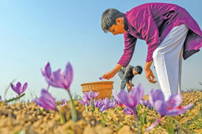 Saffron On The Edge: Pampore Growers Report 90% Decline