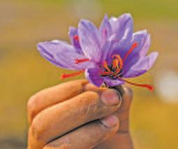 'Pipes For Irrigation, Now Fences' Kashmir’s ₹400-Crore Saffron Mission Lies in Ruins