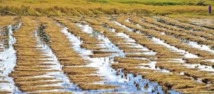 Farmers Struggle as Flood-Destroyed Paddy Remains Unharvested