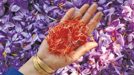 Kishtwar's Saffron Story