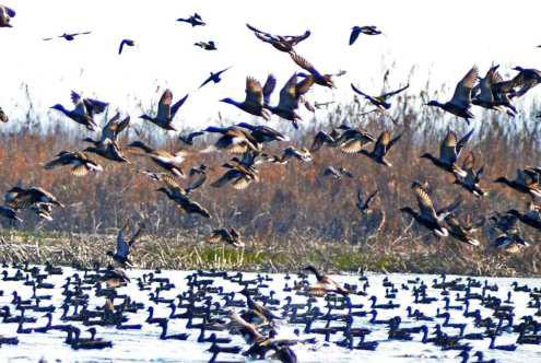 Kashmir Wetlands Come Alive With Migratory Birds
