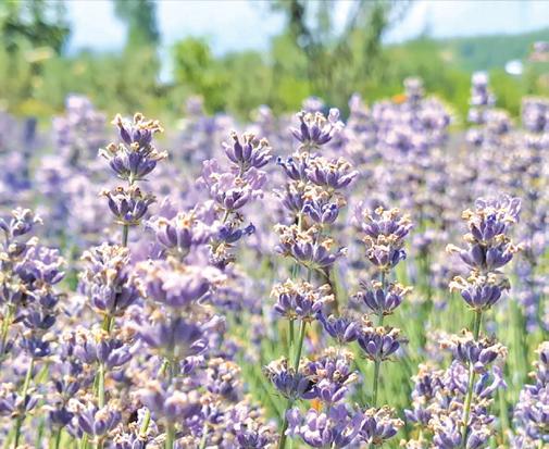 Lavender Plantation Begins Along Banihal-Qazigund NH Stretch