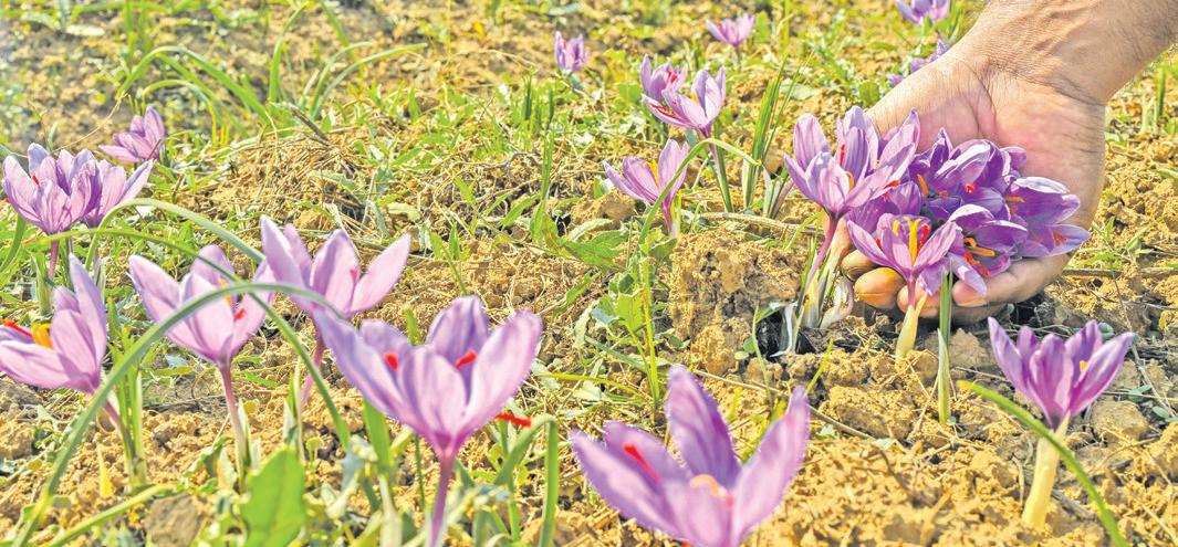 Saffron Growers Warn of Deepening Crisis as Harvest Falls Short