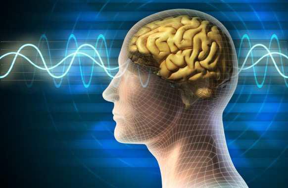 Study Finds Brain’s Learning Processes Linked With Female Reproductive Cycle