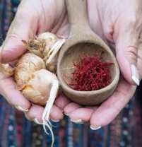 Saffron Growers Seek Supply of Quality Corms