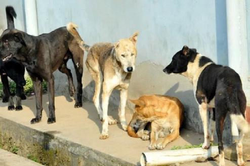 Dog Menace Grips Bemina's Gousia Colony