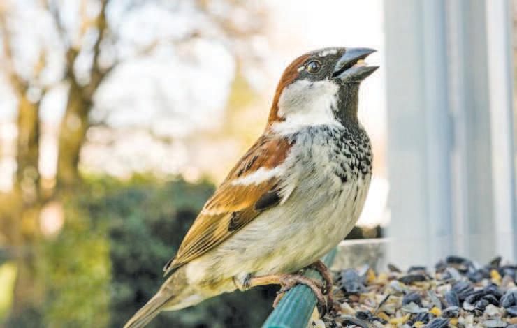 Sparrow's Sorrow Song