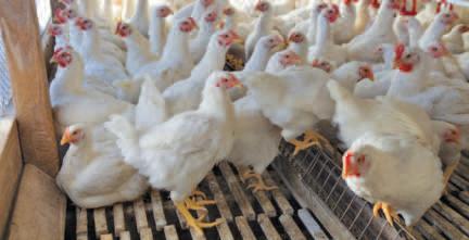 Kashmir Receives Over 3.5 Cr Poultry Birds This Year