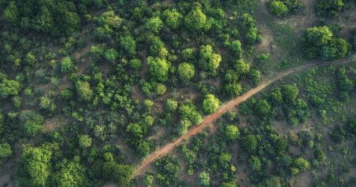 Study Finds Forests In Africa Releasing More Carbon Than They Store