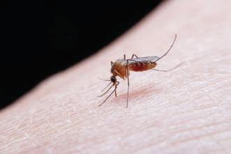 Mosquito-Borne Diseases Perceived As Rapidly Escalating Threats To Humanity: Study