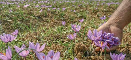 'Red Gold' At Risk As Porcupines Destroy Saffron Corms