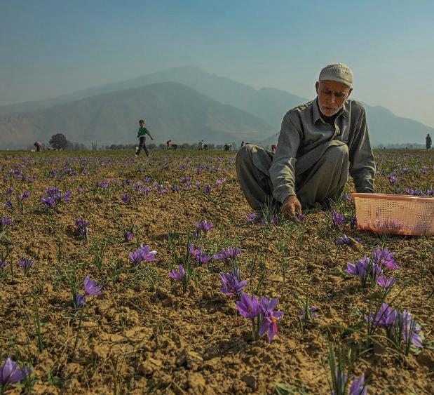 Saffron Reality Check