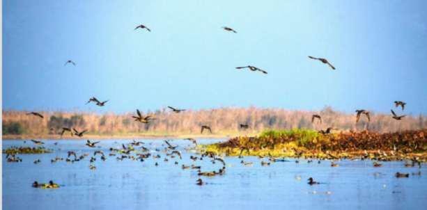 Shallabugh Wetland Emerges as Eco-Tourism Hotspot