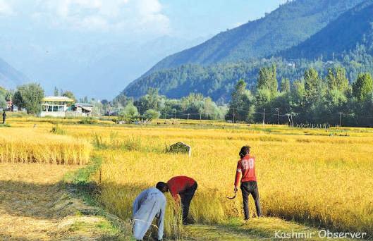Kashmir Losing Paddy Lands to Rapid Orchard Expansion