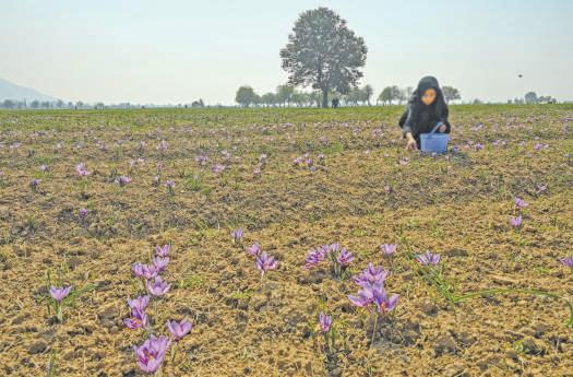 Saffron Prices Spike Amid Historic Production Slump in Kashmir