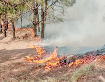Kashmir Reports Over 350 Forest Fire Incidents in 2025