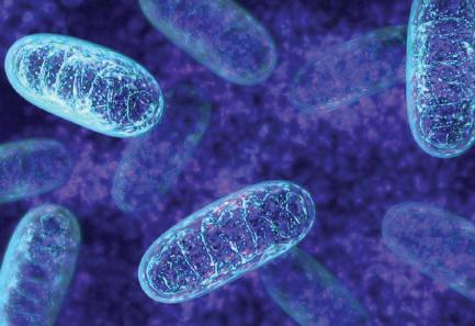 Study Finds Natural Molecule That Reduces Stress